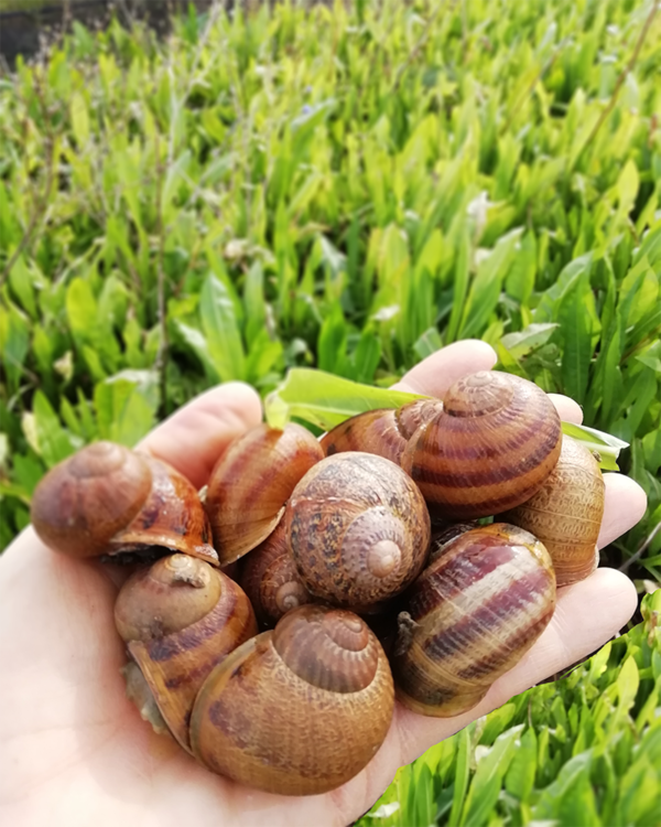 Lumache vive. Helix Aspersa Maxima, taglia media o grande