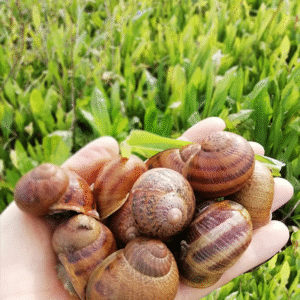 Lumache vive. Helix Aspersa Maxima, taglia media o grande